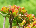 Trên bàn thờ gia tiên nên để những loại cây gì để rước tài lộc vào nhà
