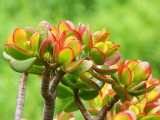 Trên bàn thờ gia tiên nên để những loại cây gì để rước tài lộc vào nhà